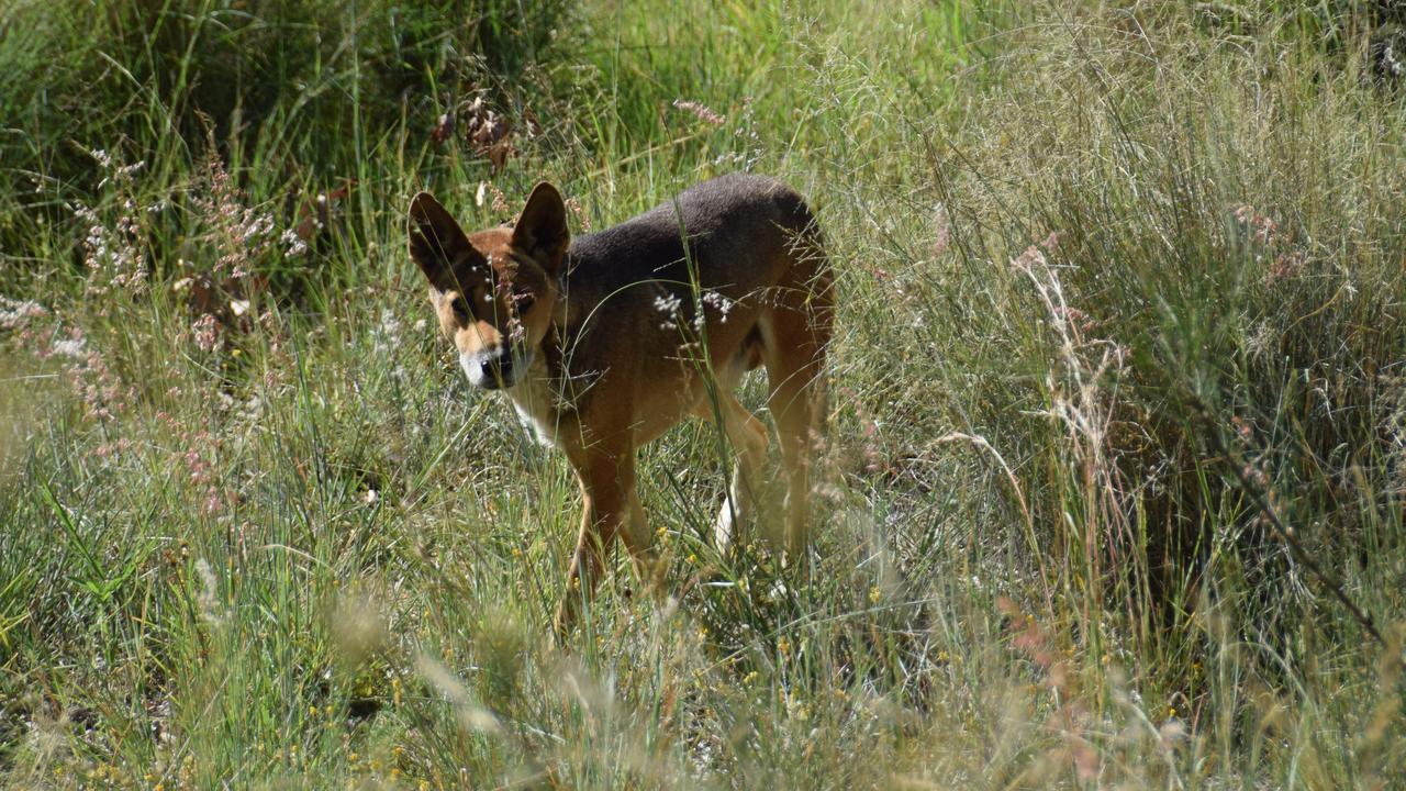 Newcrest Mining Limited was fined $105,000 and ordered to pay $6255 in costs following the attack by multiple dingoes.