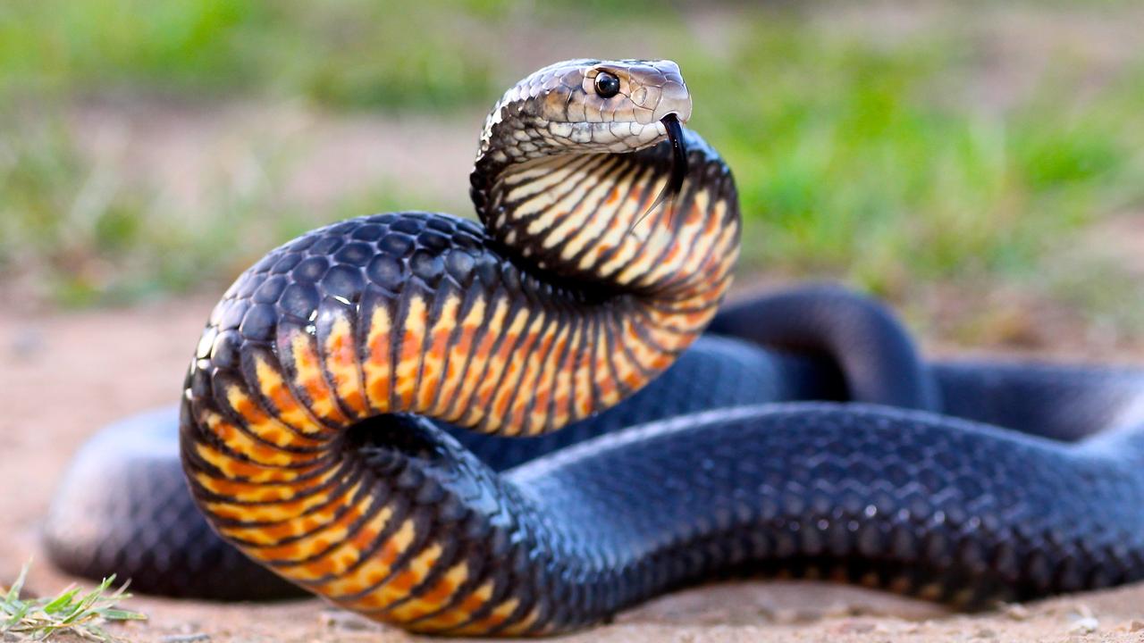 Townsville snakes: Snake bites hospitalise two women | Townsville Bulletin