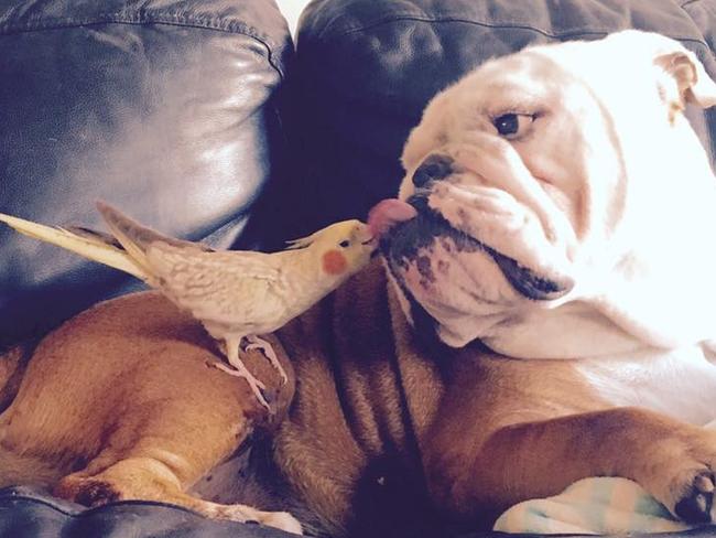 Hanalei Barber’s dog Butterballs with his pet bird and personal hygienist. They sleep, play and eat together. These two have a unique friendship and have hearts of gold.