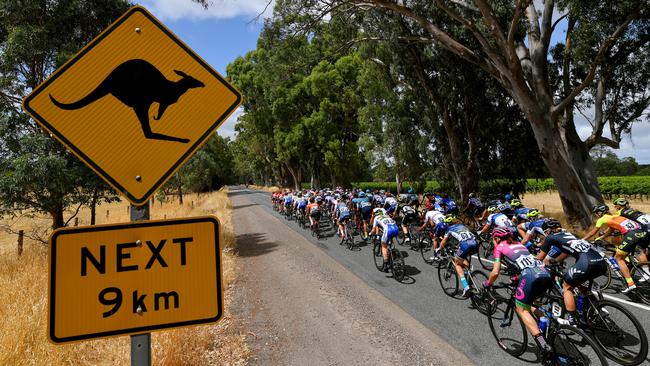 Cyclists ride past a vineyard in the Adelaide Hills during the Women’s Tour Down Under. Picture: Tim de Waele/Getty Images