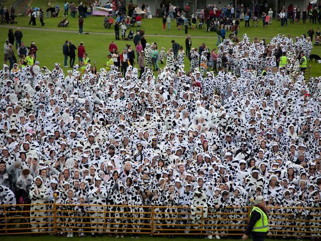 Precisely 1352 faux-cows are mustered in Cowaramup to cement their place in the history books. Picture: Brett Earl Photography