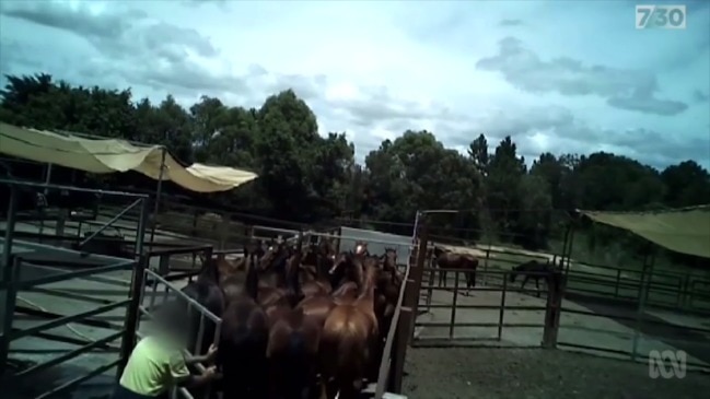 Racehorses sent to their death (7:30 Report)