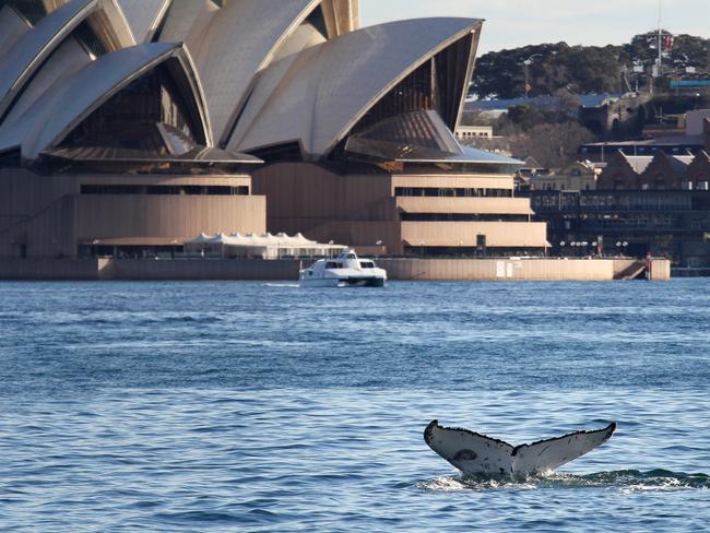 Lonely Planet: Great Barrier Reef rated better than Great Wall of China ...