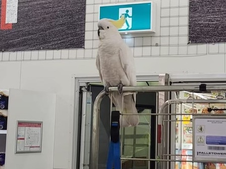 Major update on cockatoo stuck in supermarket