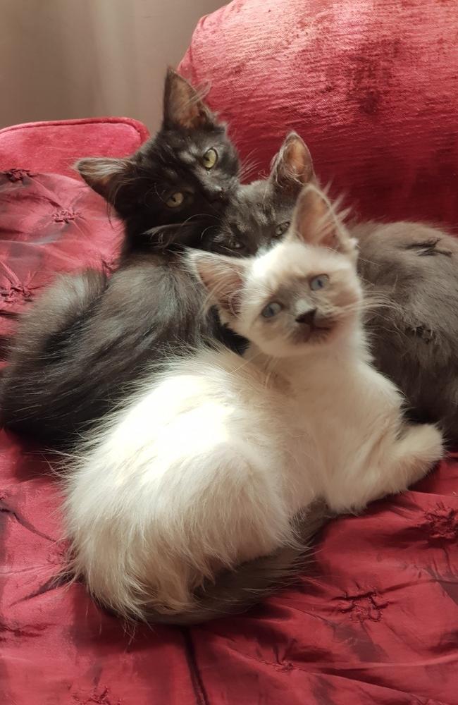 Stray kittens recently captured by Lisa Hickey, Ipswich.