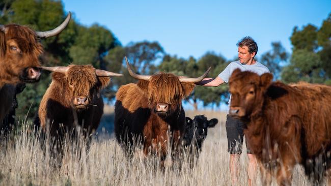 Erinn Klein on with Scottish Highland cows at Ngeringa in Mount Barker Summit. Picture: Tom Huntley