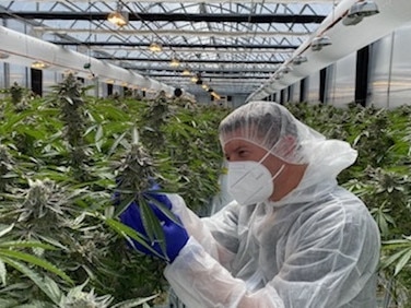 $400m cannabis farm to create 1000 jobs