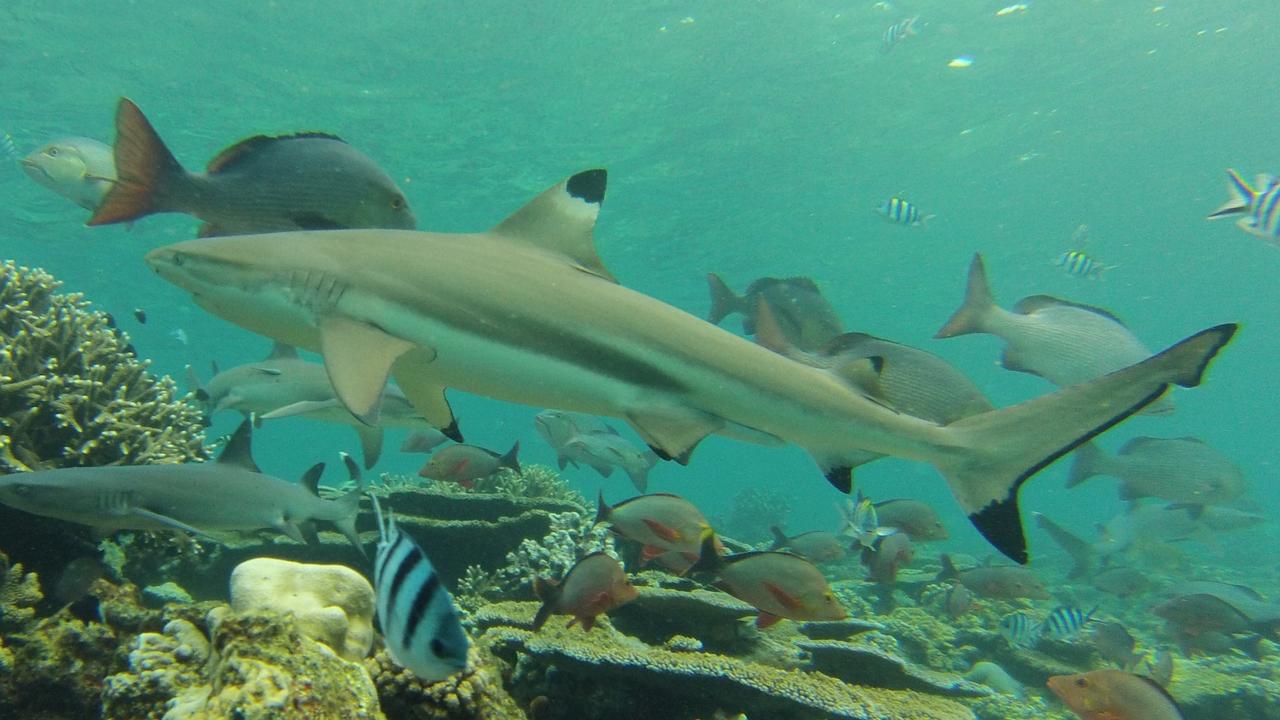 Reef sharks and rays headed for extinction: JCU study | Daily Telegraph