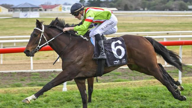 Hawkesbury gelding Just A Brother returns to defend his Forbes Cup title. Picture: Bradley Photos