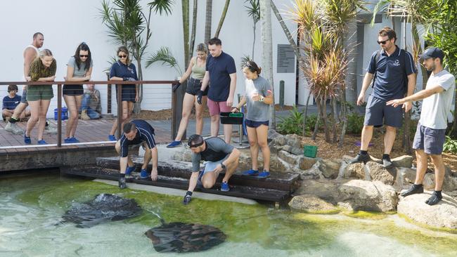 Up-close experience for guests to hand feed rays. Picture: Lachie Millard