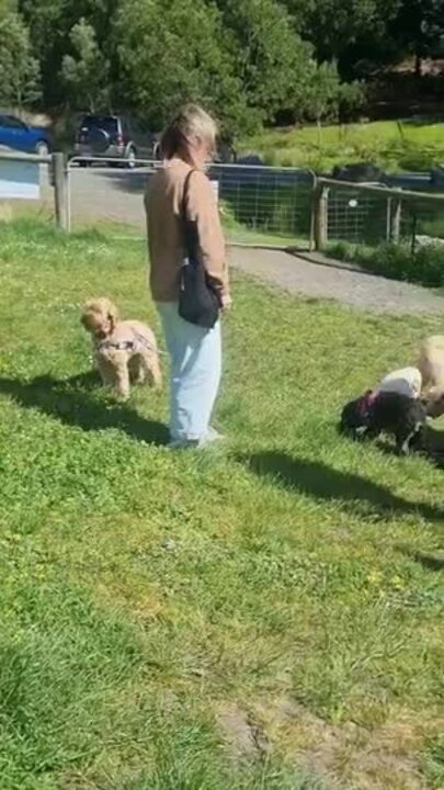 Rescued Labradoodles reunite at Blackmans Bay