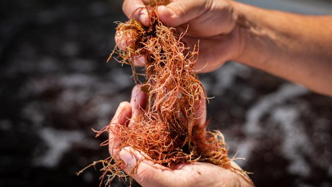 The CH4 asparagopsis seaweed. Picture: Serena Findlay