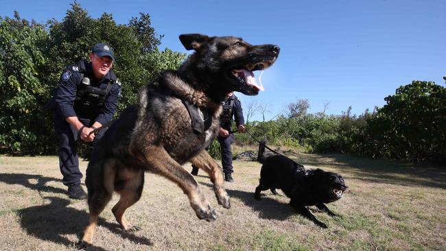 A man who allegedly fled the scene of a crash in Mackay sustained a dog bite to his arm after being tracked into bushland by the dog squad. FILE PHOTO