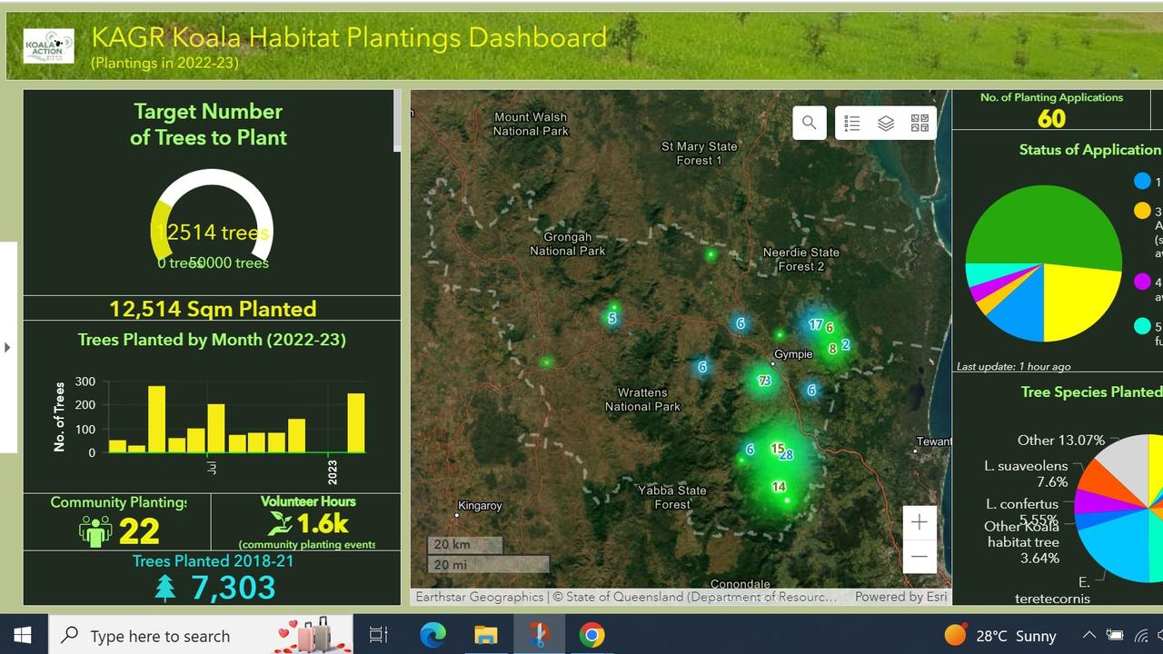 Koala Action Gympie Region has been tracking the planting trees for renewal and maintenance of koala habitat. Picture: Koala Action Gympie Region