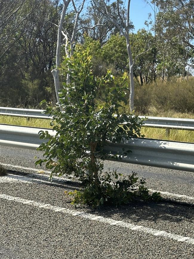 One of 153 trees growing in the centre of the Princes Hwy, between Bairnsdale and Sale