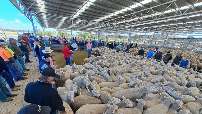 Action from the Corowa sheep sale.