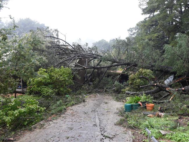 A huge pine tree fell on this Crafers house after Thursday night’s wild weather, crushing the shed. Picture: Roger Wyman
