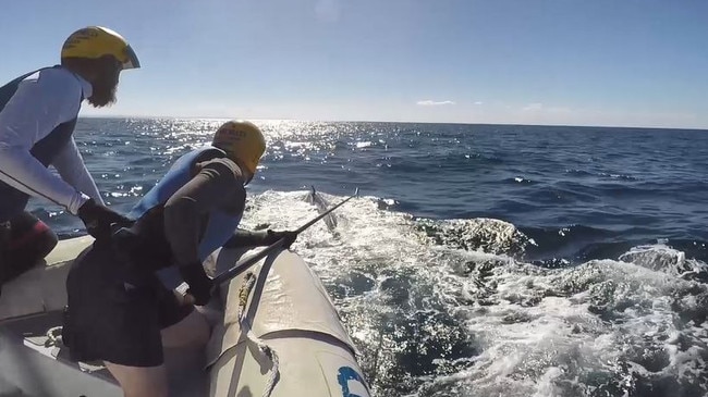 Video shows the team working to free the whale from the tangled rope. Photo: Sea World