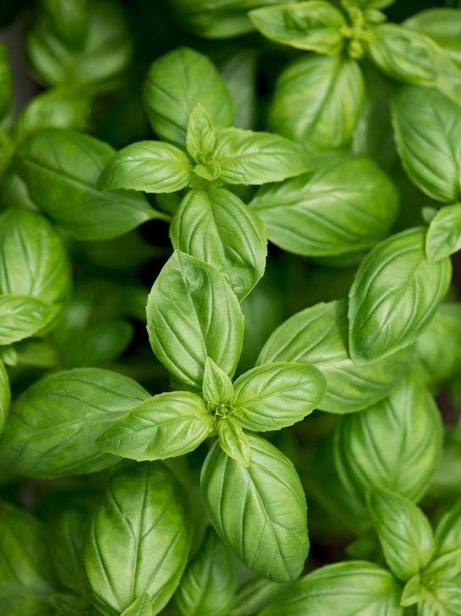 Green basil.