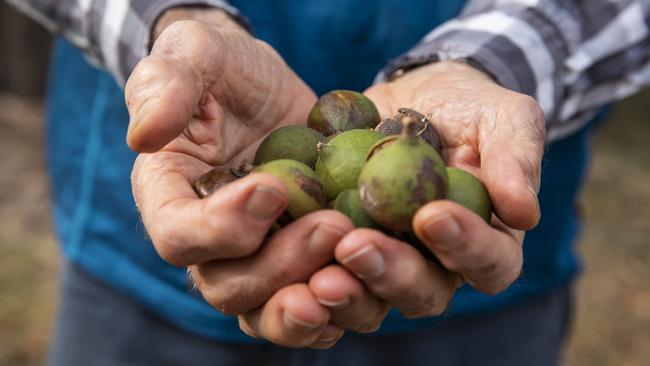 GOING NUTS: How $361k grant will power Bundy bioenergy