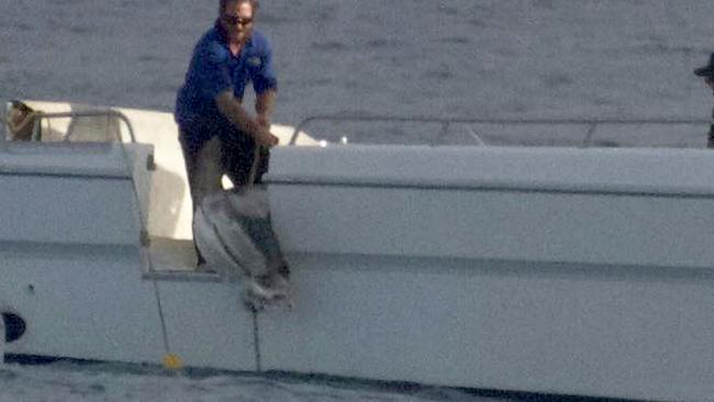 A huge tiger shark caught in shark control drumlines just off Snapper Rocks.