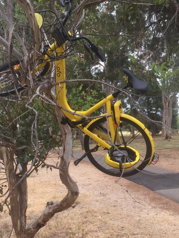 An Ofo bike in a tree on the bike path in the east parklands. Picture: Dulwich Island Bike/Twitter