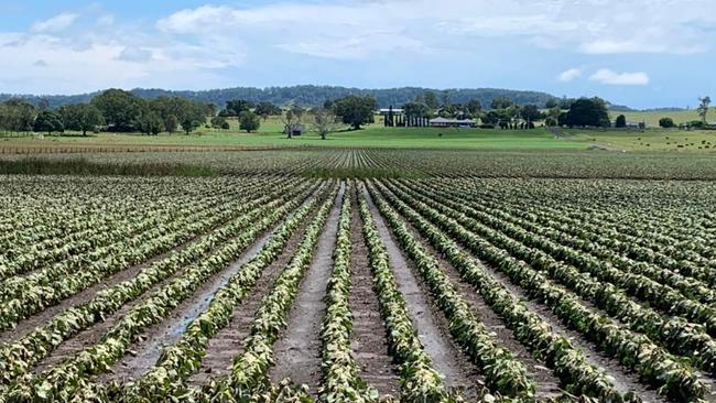 Soybean crops have been affected by floods on the NSW north coast. This image is from Casino, NSW. Picture: supplied