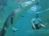 Cage-turner: Darwin man braves storytime with a croc