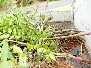 CUT DOWN: Trees removed by the council from the park in Remnant Dr, Clunes. Picture: Contributed