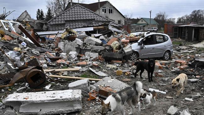 Dogs walk among debris at the site of a destroyed house in Bohdanivka village, northeast of Kyiv (Photo by Genya SAVILOV / AFP)