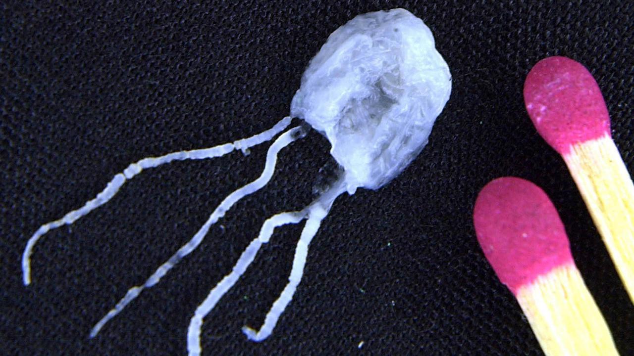 Irukandji jellyfish are highly venomous and about 2 centimeters in diameter, making them difficult for people to notice while swimming.