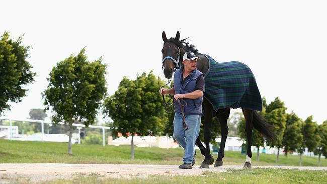 Gai Waterhouse trained Fiorente is walked by Roger Neville following a trackwork session ahead of the Melbourne Cup. Picture Cameron Spencer/Getty