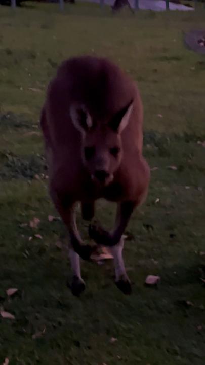 Curious kangaroos want to make friends with content creators camera