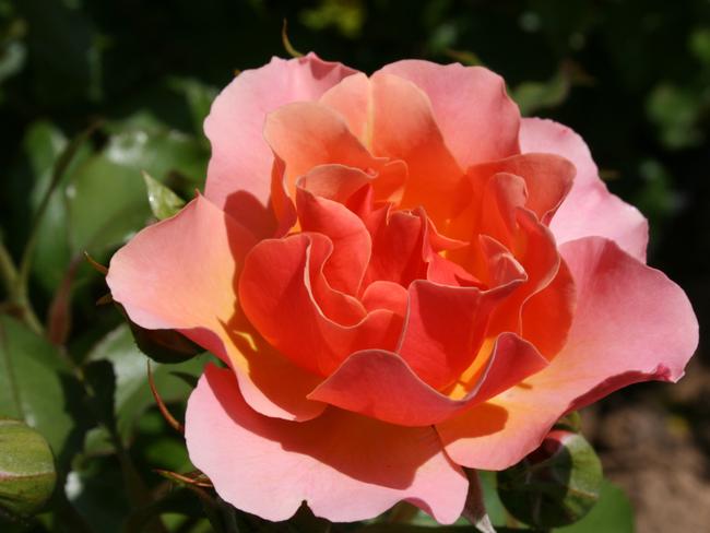 New release Jode Lee roses. Picture: supplied by Sophie Thomson.