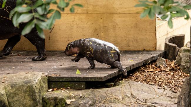 The pygmy hippo calf at Taronga Zoo Sydney. Picture: Harry Vincent / Facebook