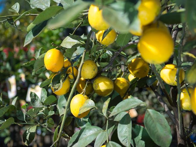 The vitamin C in lemon is great for boosting your immune system. Photo: Trevor Veale / Coffs Coast Advocate