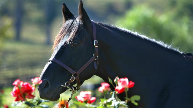 Lonhro has sired a number of stallion sons. Picture: Gregg Porteous 