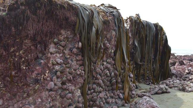 High and dry: NZ seabeds have risen and been exposed after the earthquake. Picture: Anna Redmond/Facebook