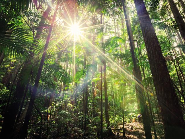 Prince Harry will unveil a plaque to dedicate Fraser Island’s rainforests to the Queen’s Commonwealth Canopy project. Picture: Kingfisher Bay Resort