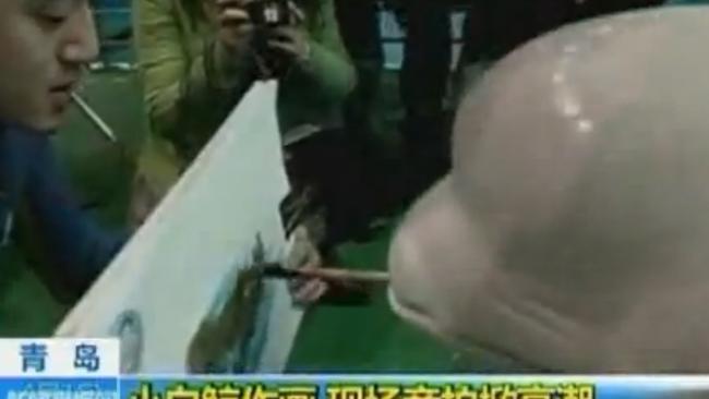 Artistic flair: A beluga whale paints a picture for the cameras. (Photo: YouTube)