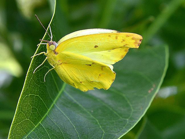 Butterflies are awash across Townsville with the recent rain mixed with the humid conditions making the perfect breeding ground for the winged creatures. This butterfly was photographed on Townsville's The Strand. PICTURE: MATT TAYLOR.