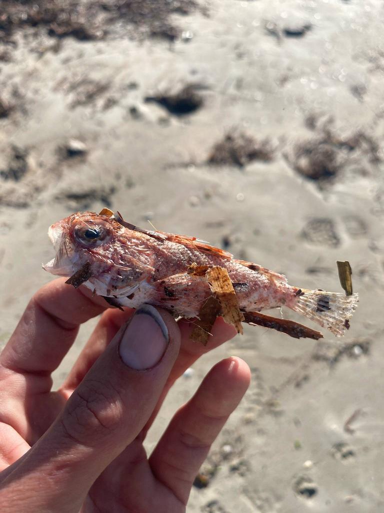 Dead Sea life at Foul Bay on the Southern coastline of the Yorke Peninsula. Picture: Lochie Cameron