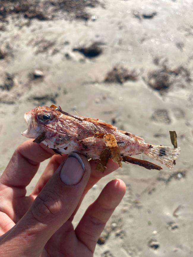 Dead Sea life at Foul Bay on the Southern coastline of the Yorke Peninsula. Picture: Lochie Cameron