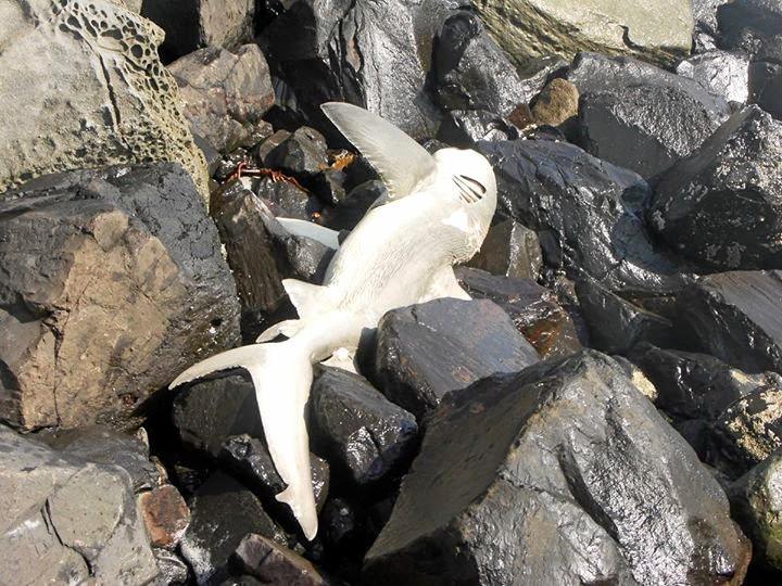 A dead shark washed up on the rocks at North Wall. Picture: Contributed / Ballina Happens