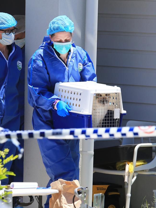 A police scenes of crimes officer brings a cat out of the residence. Picture: Tim Marsden