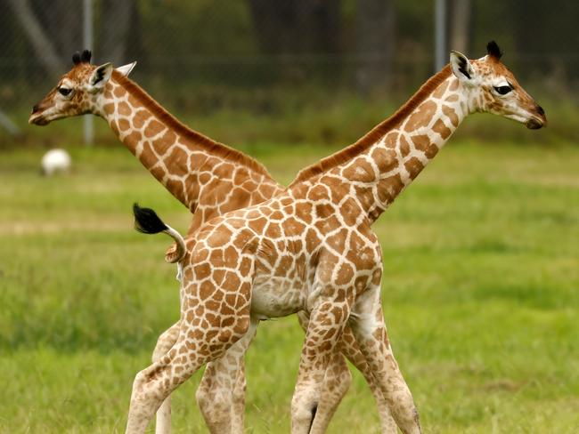 DAILY TELEGRAPH JANUARY 9, 2025. EMBARGOED FOR THE DAILY TELEGRAPH, PLEASE CONTACT PIC EDITOR NICOLA AMOROS BEFORE PUBLISHINGMogo Wildlife Park have two new baby giraffeÃs. The female calfs are 1 (back) and 2 weeks old. Picture: Jonathan Ng