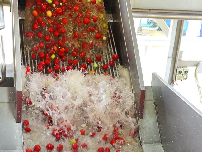 DECISION AG: Kagome TomatoesTomato harvest.CEO John Brady.Pictured: Kagome factory. Tomatoes.PICTURE: ZOE PHILLIPS