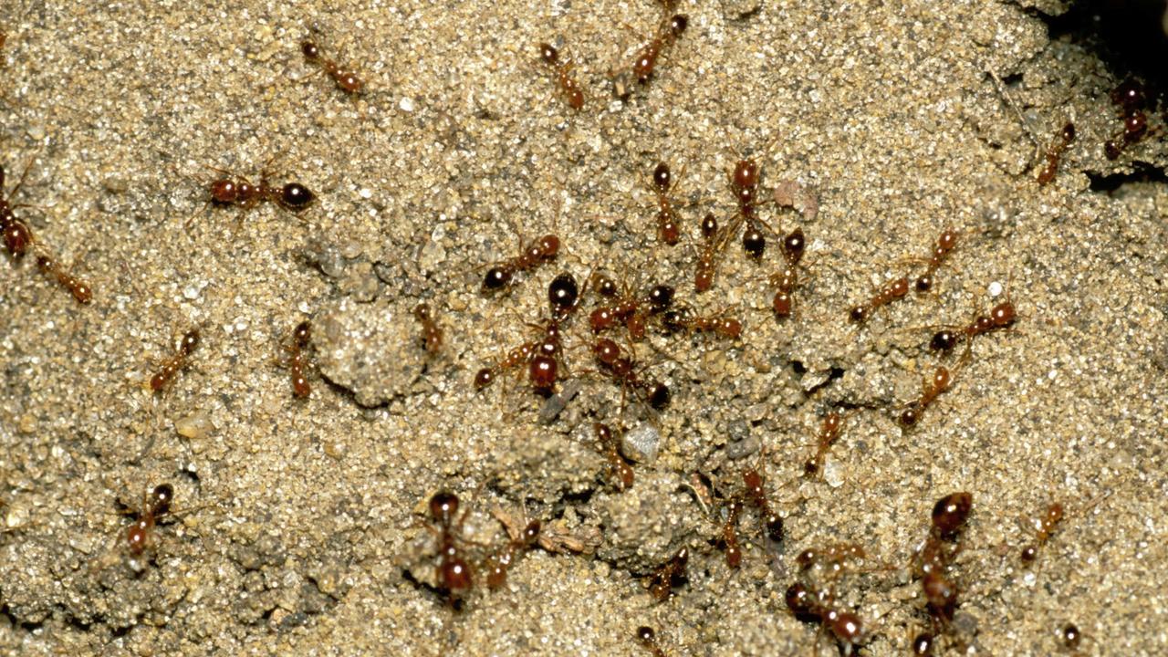 Two nests of highly invasive red imported fire ants have been detected and destroyed outside of official biosecurity zones in Queensland. Photos: Invasive Species Council