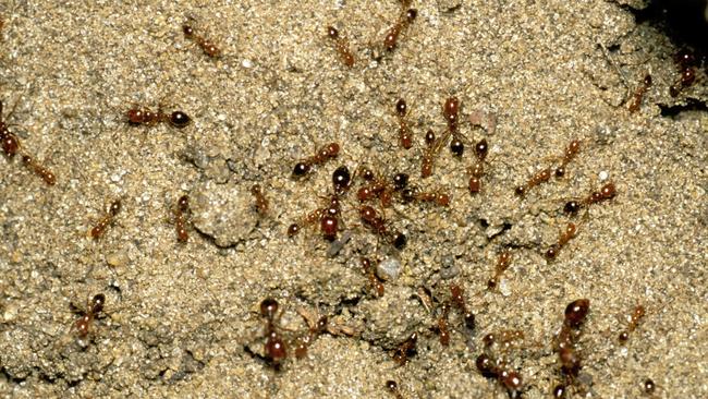 Two nests of highly invasive red imported fire ants have been detected and destroyed outside of official biosecurity zones in Queensland. Photos: Invasive Species Council