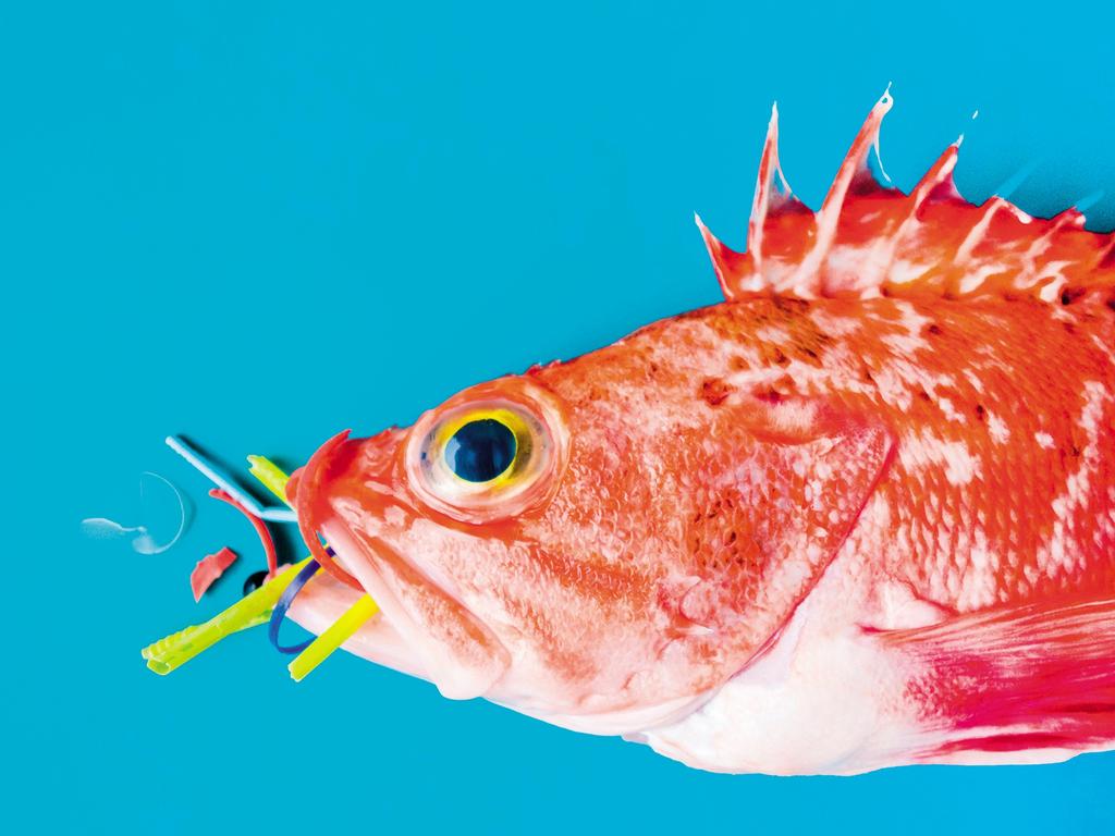 EMBARGO FOR TEAM 23 OCT 2021 FEE APPLIES  Red fish (Blackbelly Rosefish) on a blue background, eats plastics and microplastics. Concept of pollution in the oceans. CR ALAMY